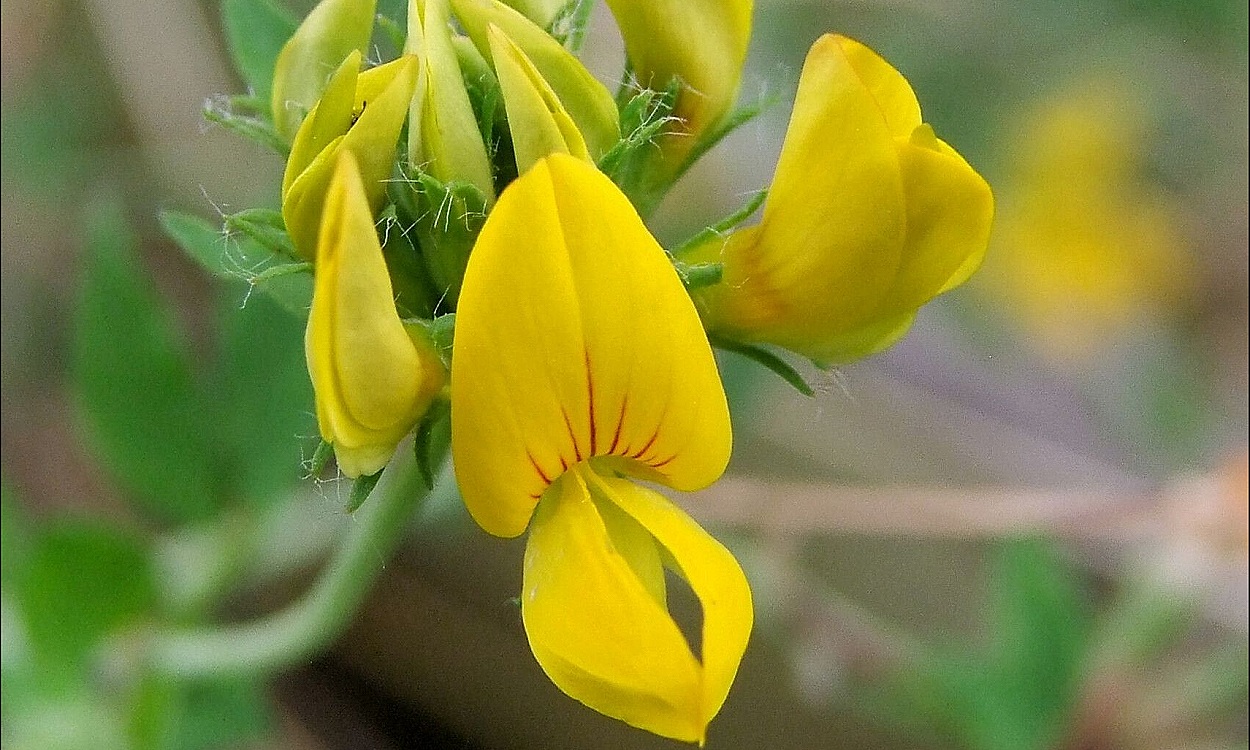 Lotus pedunculatus Cav. conmúnmente conocida como cuernecillo grande o zapaticos de la virgen