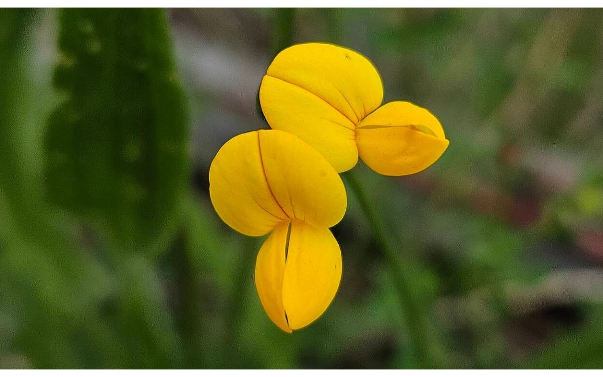 Lotus tenuis Waldst. & Kit. ex Willd. conocida como Lotus tenue
