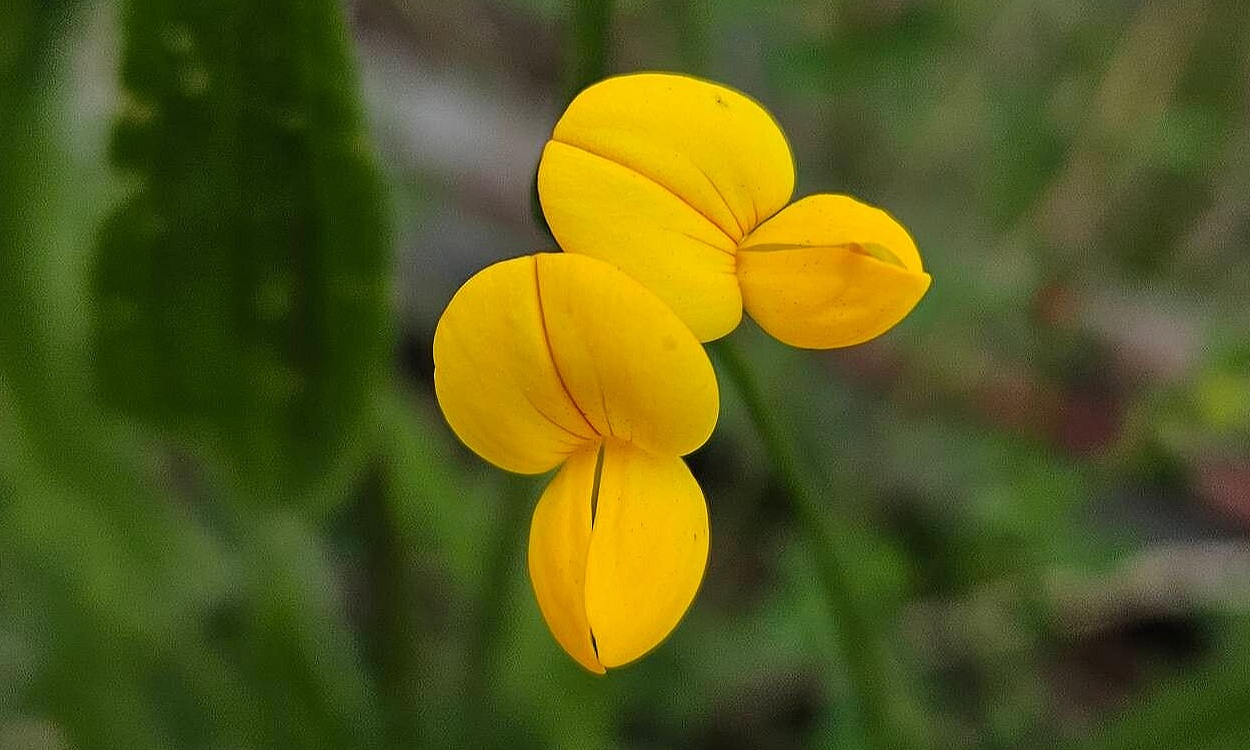 Lotus tenuis Waldst. & Kit. ex Willd. conocida como Lotus tenue