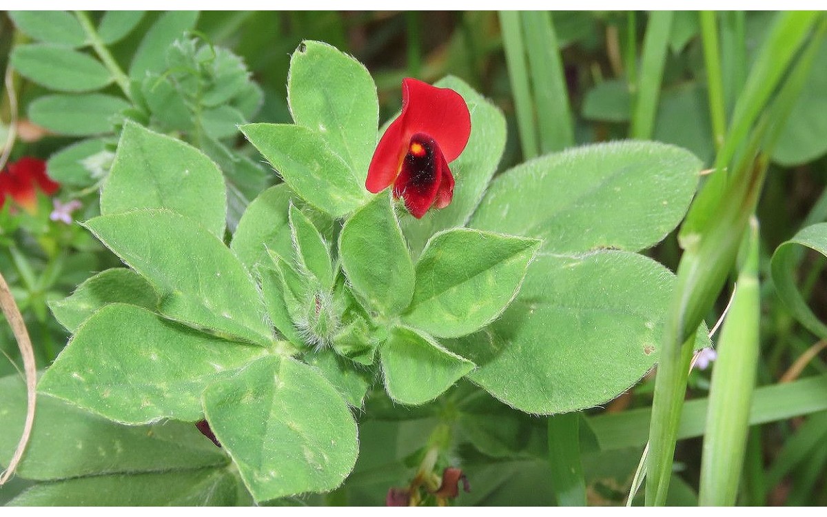 Lotus tetragonolobus L. comúnmente conocida como guisantillo rojo o bocha cultivada