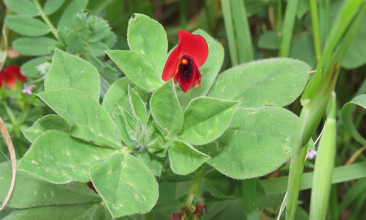 Lotus tetragonolobus L. comúnmente conocida como guisantillo rojo o bocha cultivada