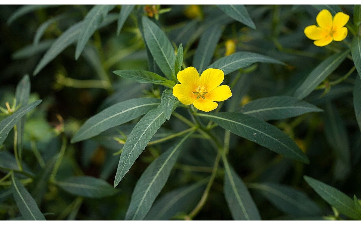Ludwigia grandiflora (Michx.) Greuter & Burdet conocida como Jarilla