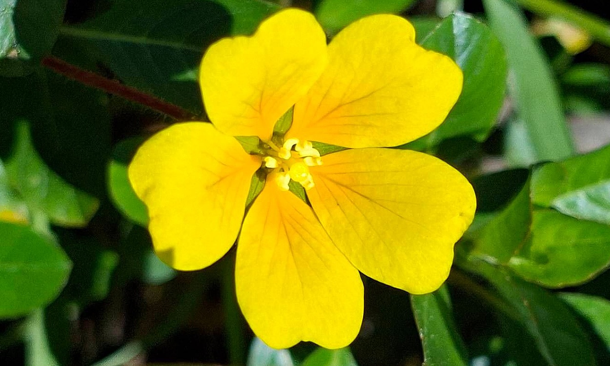 Ludwigia peploides (Kunth) P.H.Raven conocida como Duraznillo de agua o enramada de las tarariras