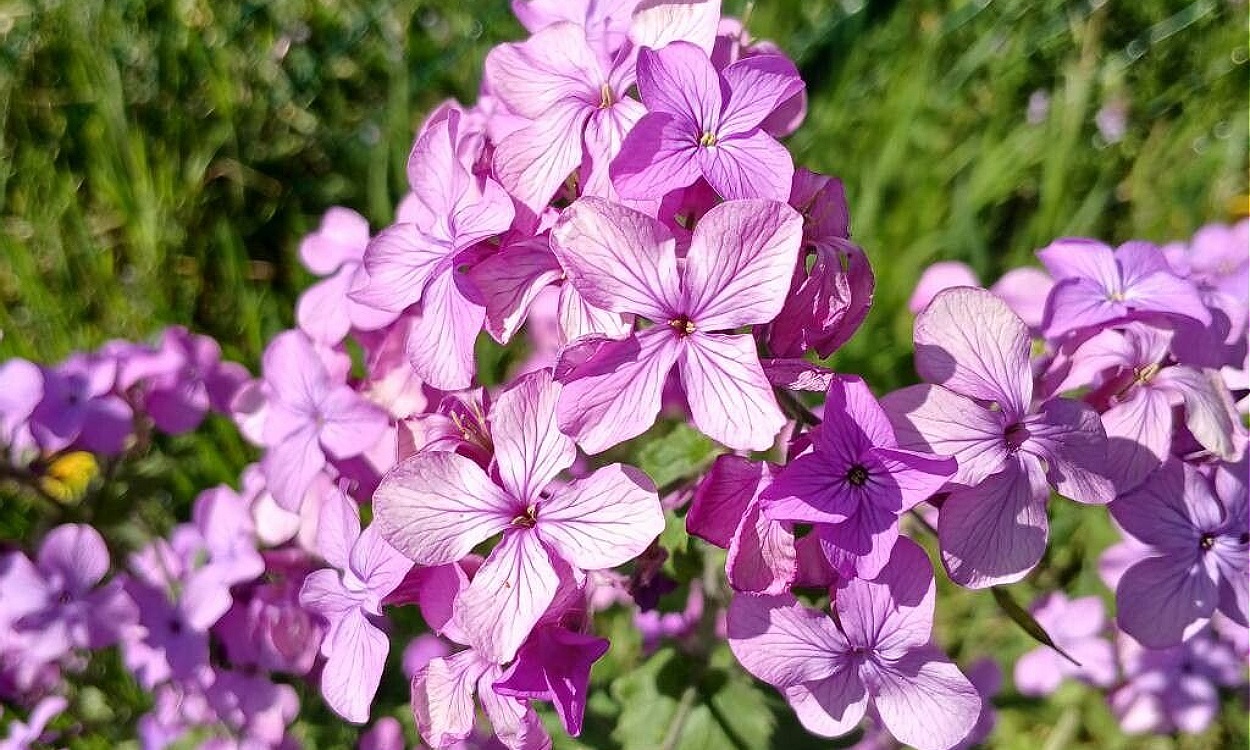 Lunaria annua L. conocida como Lunaria o hierba del nácar