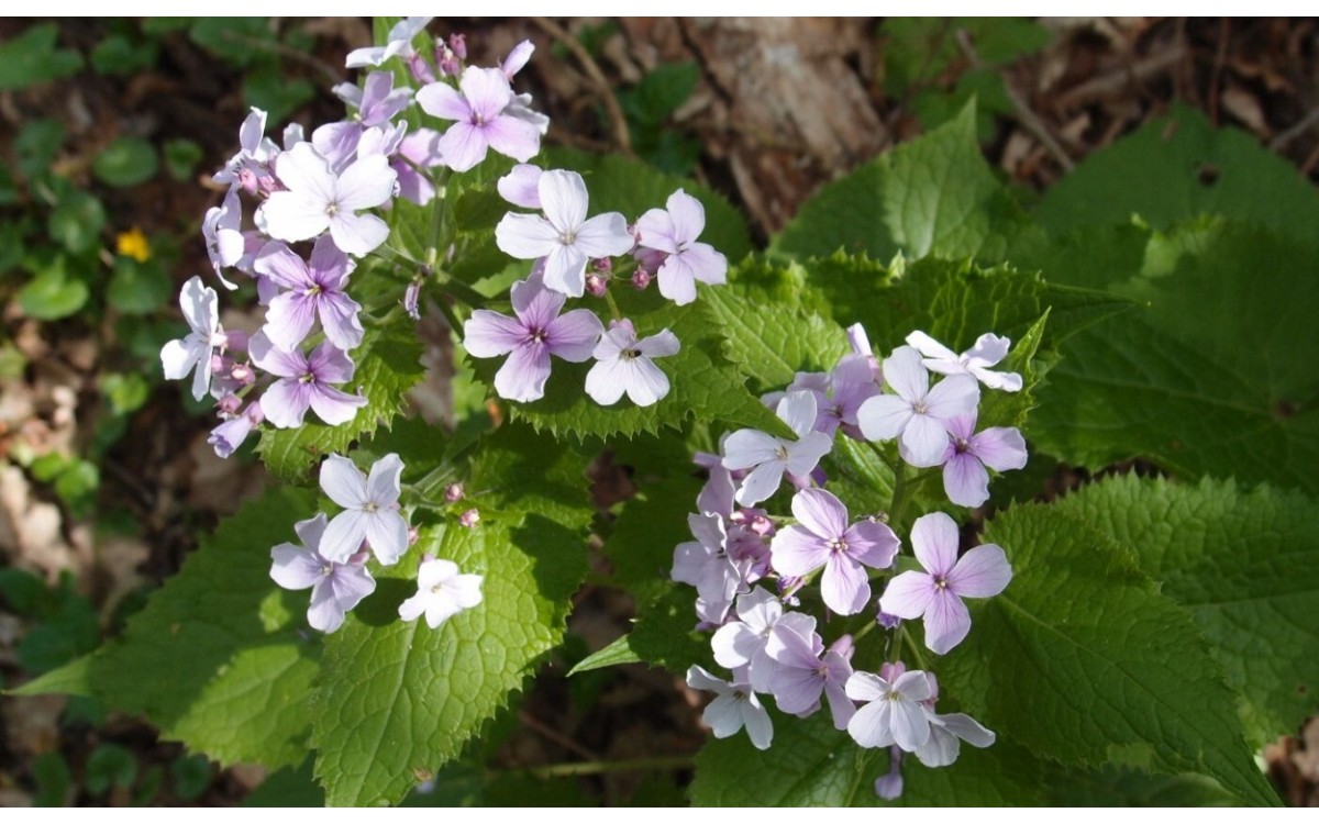 Lunaria rediviva L. comúnmente conocida como Lunaria perenne