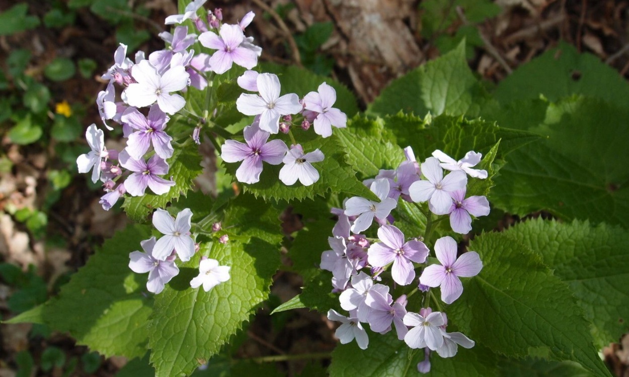 Lunaria rediviva L. comúnmente conocida como Lunaria perenne