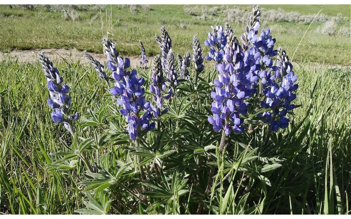 Lupinus angustifolius L. conocida como altramuz silvestre o lupino azul