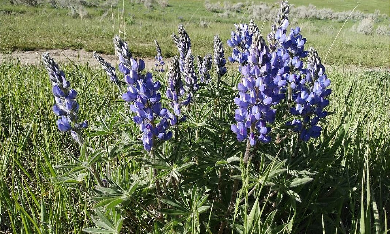 Lupinus angustifolius L. conocida como altramuz silvestre o lupino azul