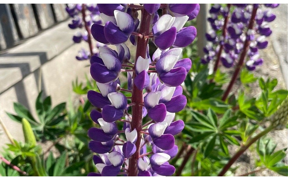 Lupinus perennis L. conocida como altramuz perenne