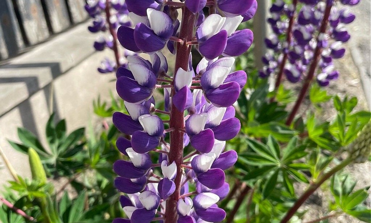 Lupinus perennis L. conocida como altramuz perenne