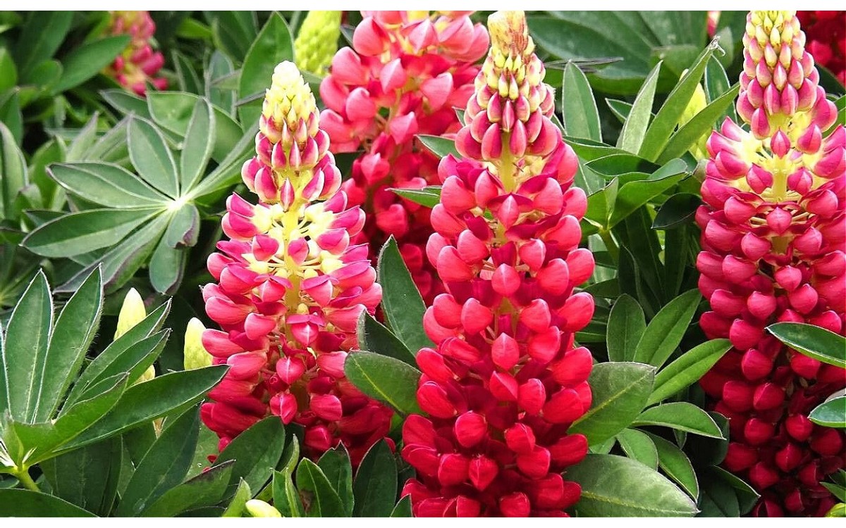 Lupinus polyphyllus Lindl. conocida como lupino