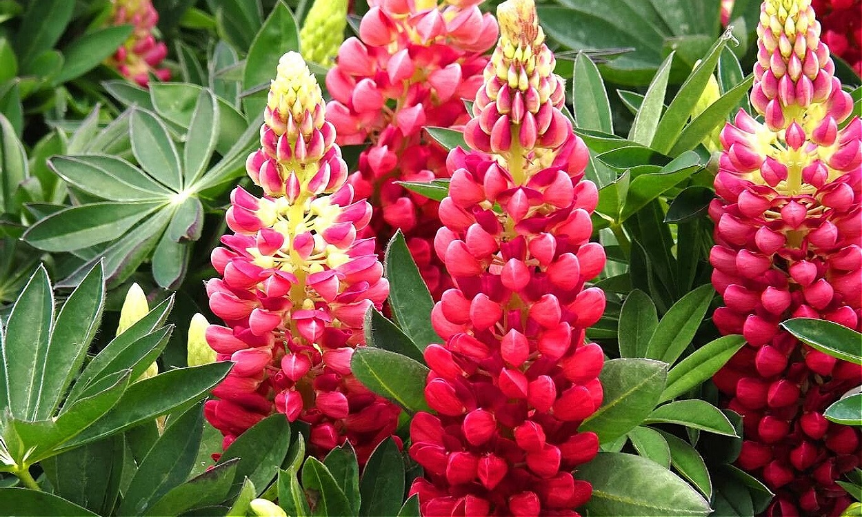 Lupinus polyphyllus Lindl. conocida como lupino