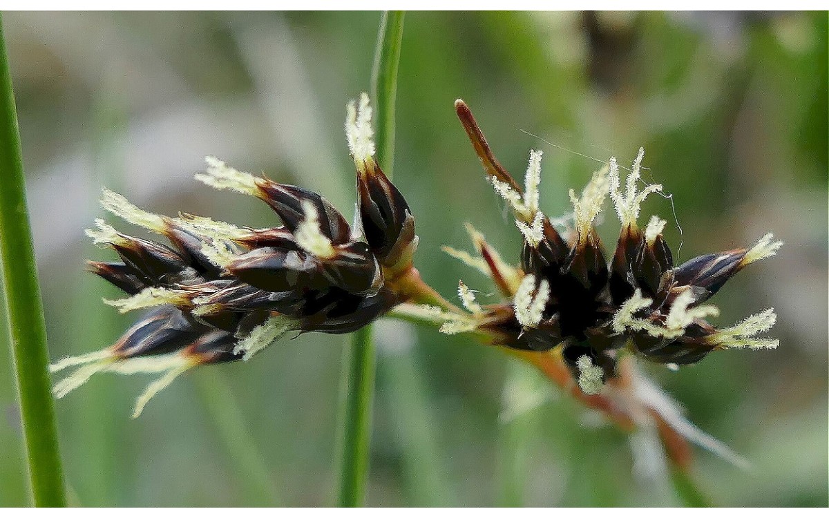 Luzula campestris (L.) DC. conocida como luzula común