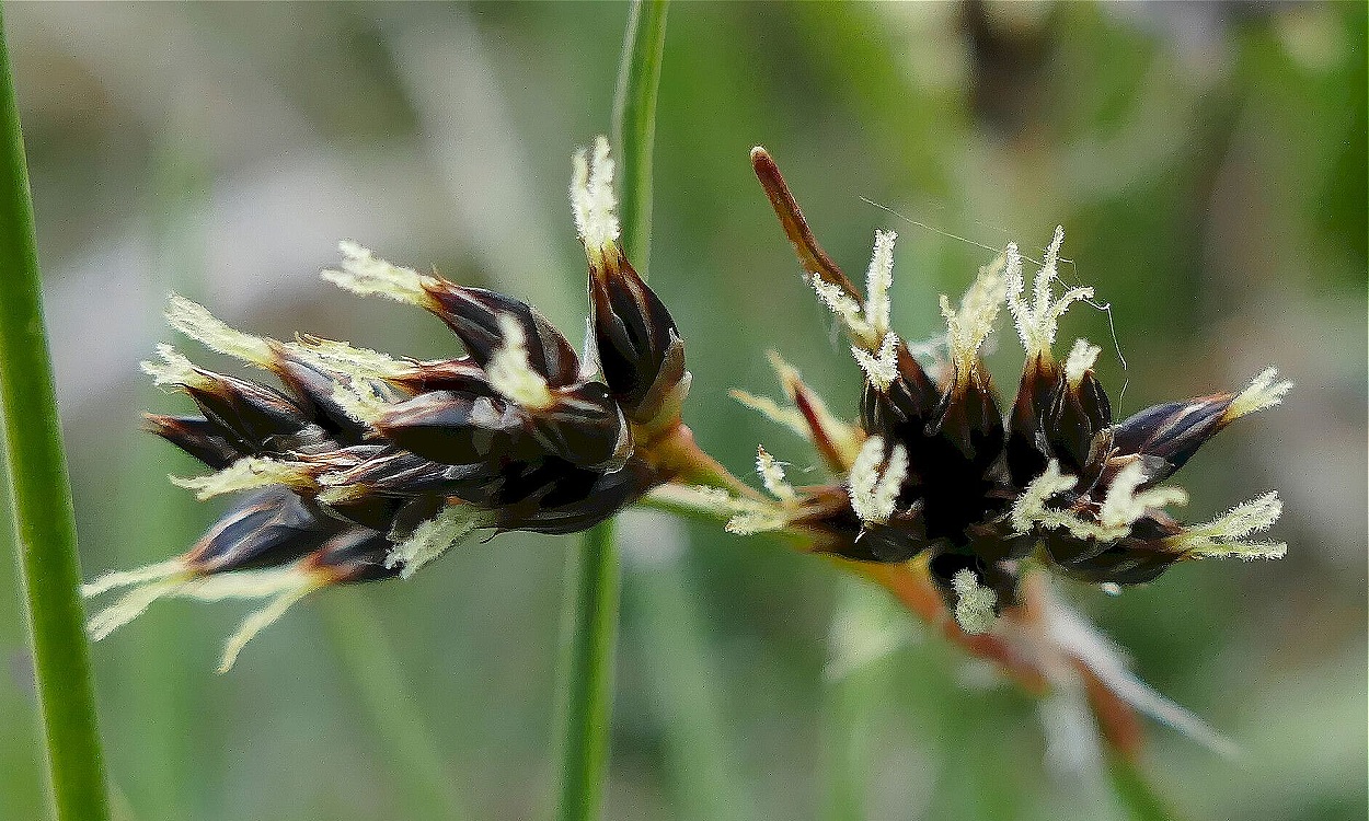 Luzula campestris (L.) DC. conocida como luzula común