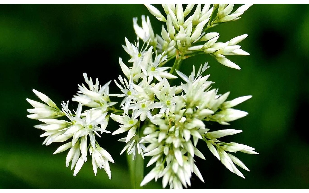 Luzula nivea (L.) DC. conocida como luzula blanca