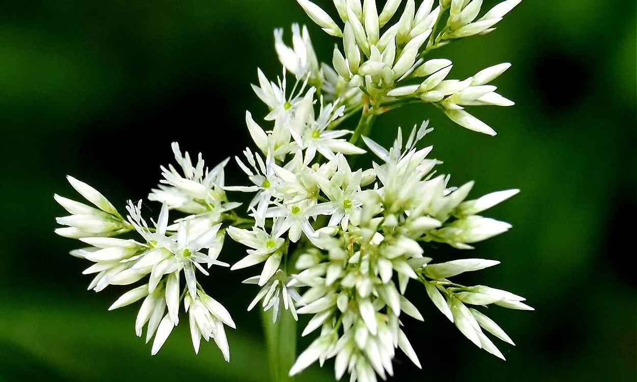 Luzula nivea (L.) DC. conocida como luzula blanca