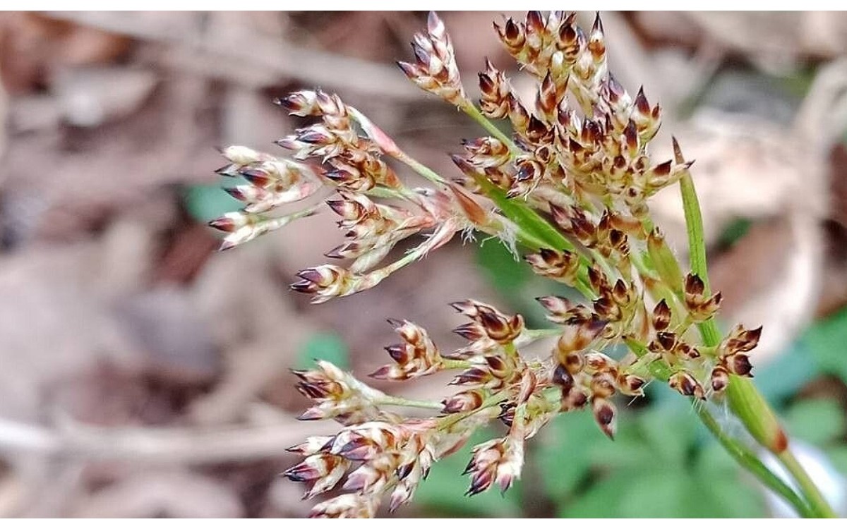 Luzula sylvatica (Huds.) Gaudin conozida como gozdna bekica o Lúzula del bosque