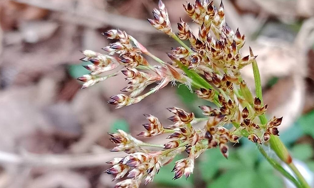 Luzula sylvatica (Huds.) Gaudin conozida como gozdna bekica o Lúzula del bosque