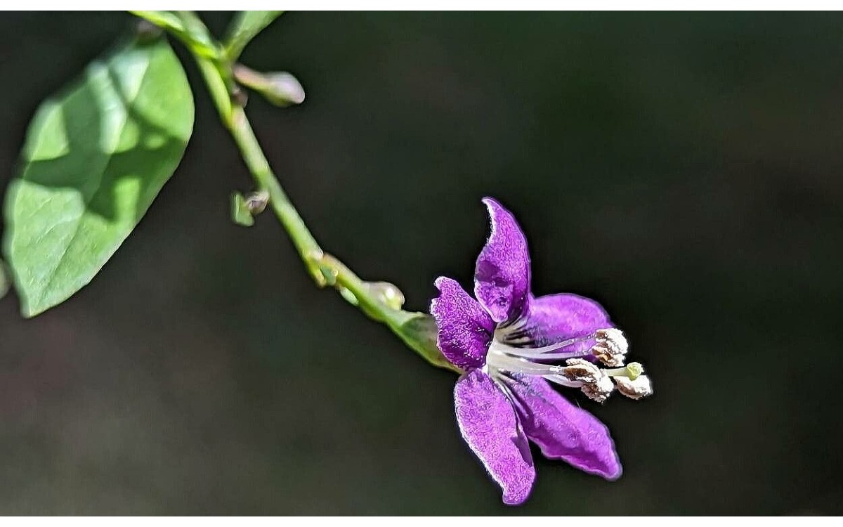 Lycium barbarum L. conocida como Goji o Coralillo