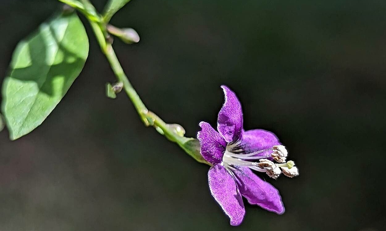 Lycium barbarum L. conocida como Goji o Coralillo
