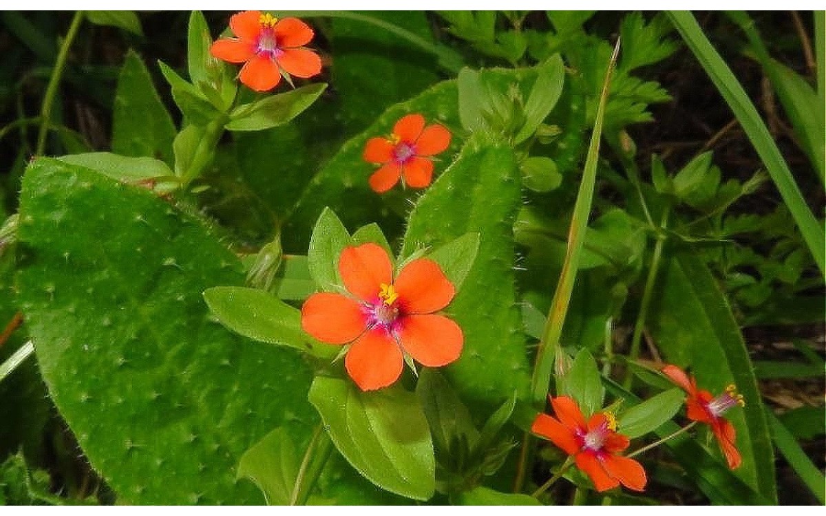 Lysimachia arvensis (L.) U.Manns & Anderb. conocida como Pimpernela escarlata