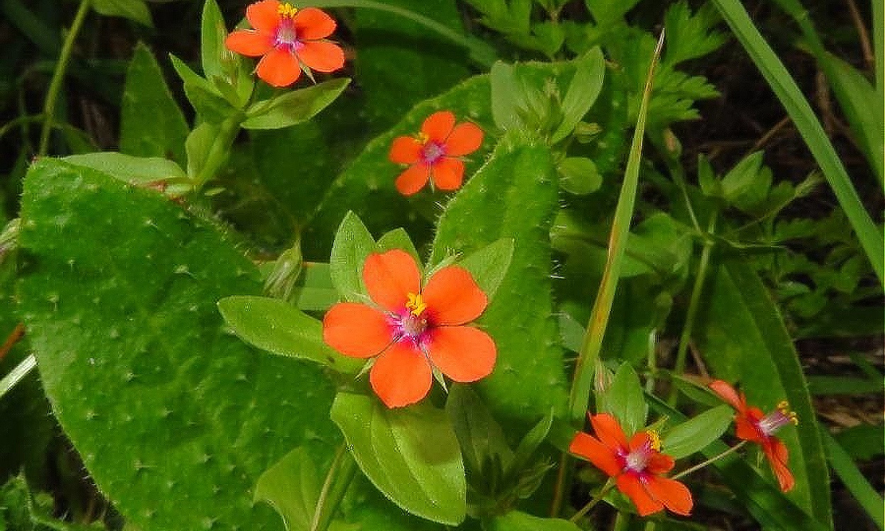 Lysimachia arvensis (L.) U.Manns & Anderb. conocida como Pimpernela escarlata