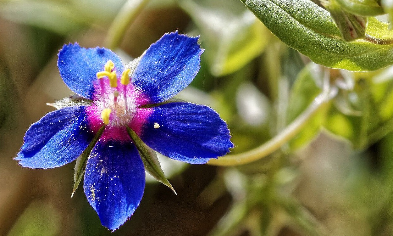 Lysimachia foemina (Mill.) U.Manns & Anderb. conocida como hierba de los pulmones