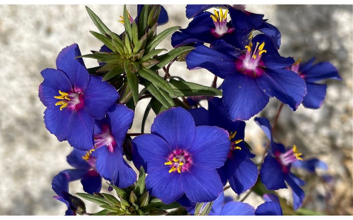 Flores azul intenso de Lysimachia monelli anagálide