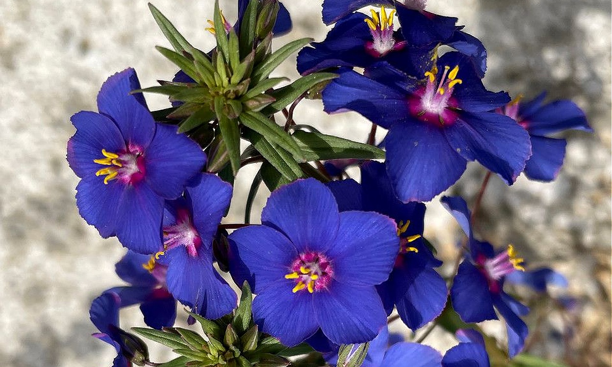 Planta de Lysimachia monelli con flores azules y centro blanco en jardín
