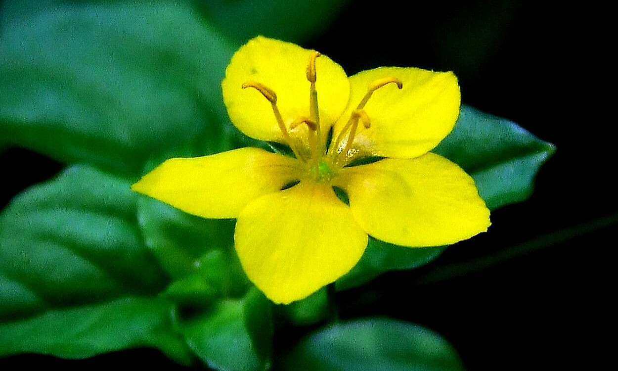 Muraje amarillo Lysimachia nemorum con flores amarillas en maceta cultivo interior