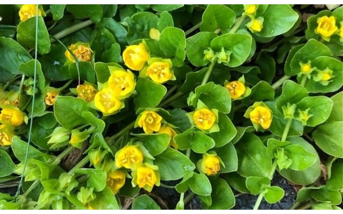 Lysimachia nummularia hojas redondas verdes monetaria