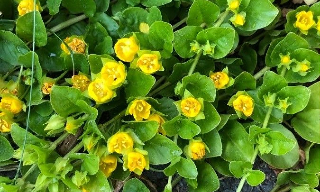 Planta Lysimachia nummularia con hojas redondas verdes semejantes a monedas