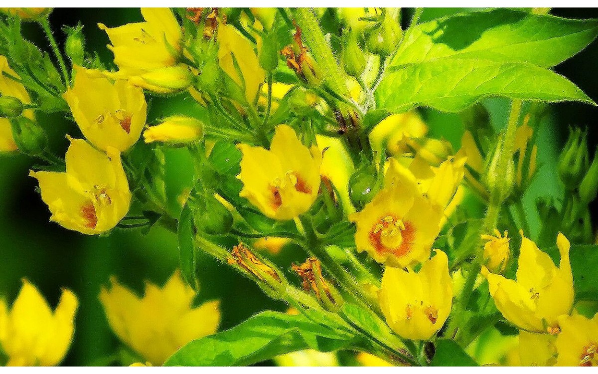Lysimachia punctata flor amarilla silicaria punteada
