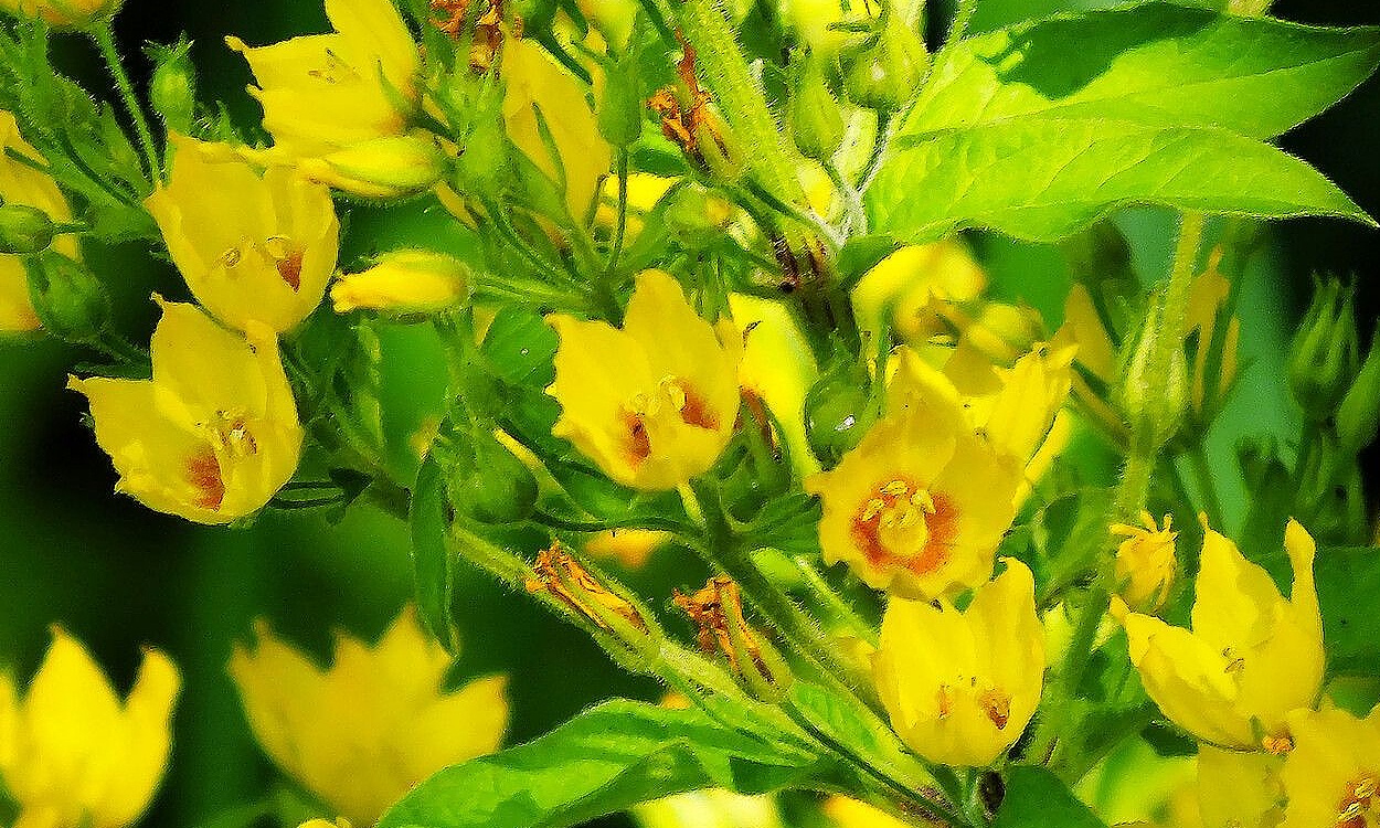 Flores amarillas en forma de estrella de la Lysimachia punctata o silicaria punteada