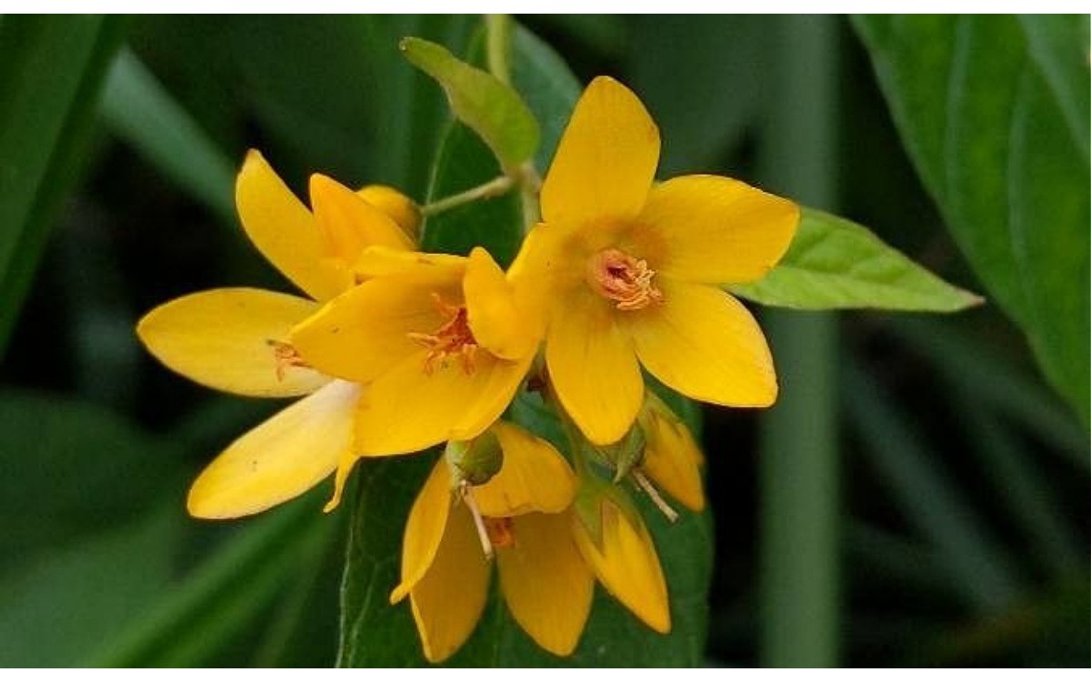 Flores amarillas de Lysimachia vulgaris en plena floración