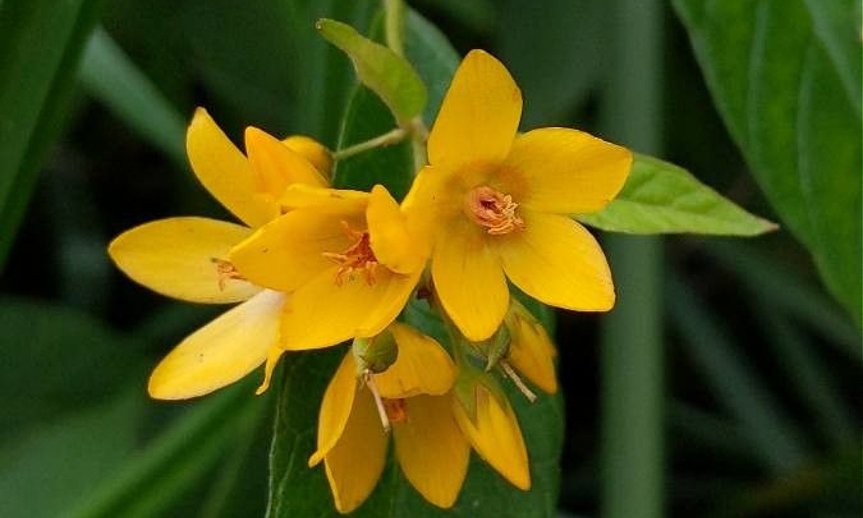 Planta de Lysimachia vulgaris con flores amarillas en humedal natural