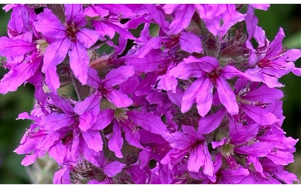 Flores púrpura densas de Lythrum salicaria salgueiriño en flor