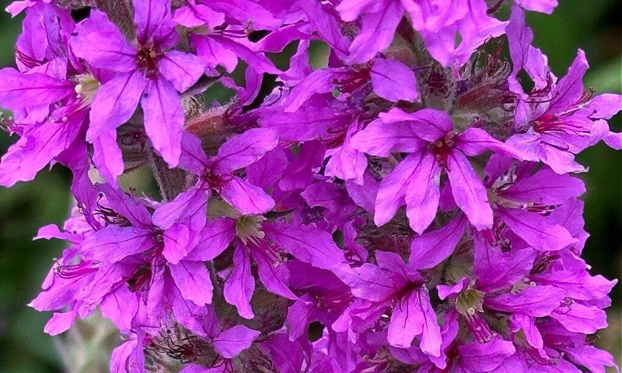 Lythrum salicaria con racimos de flores púrpura intenso y follaje verde en floración estival