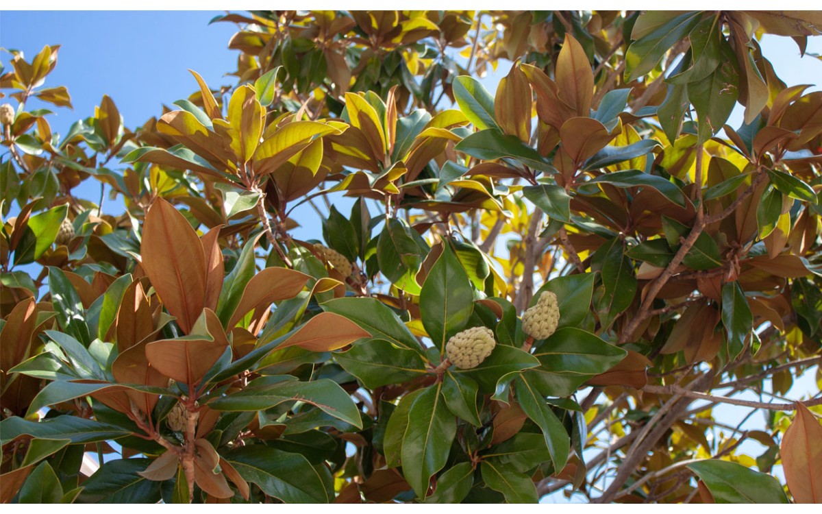 Magnolia grandiflora o Magnolia común son árboles espectaculares que darán vida a tu jardín