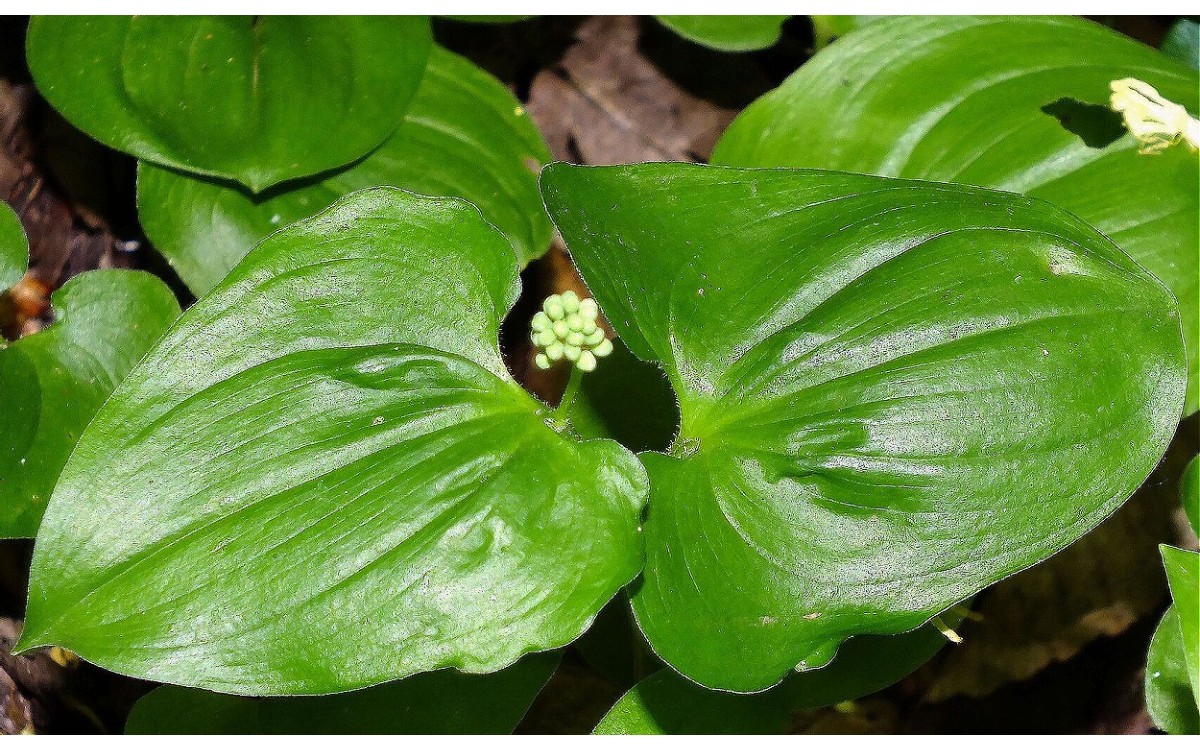 Maianthemum bifolium hojas verdes cubierta vegetal sombra