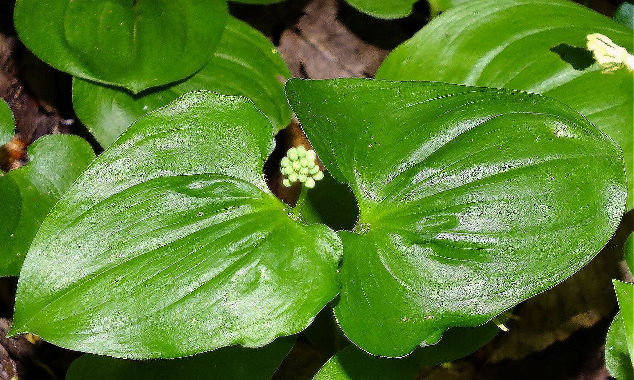 Planta Maianthemum bifolium mostrando dos hojas características y rizomas bajo tierra como cubierta vegetal sombrío