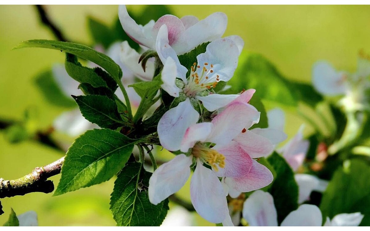 Flores blancas del manzano silvestre Malus sylvestris en primavera