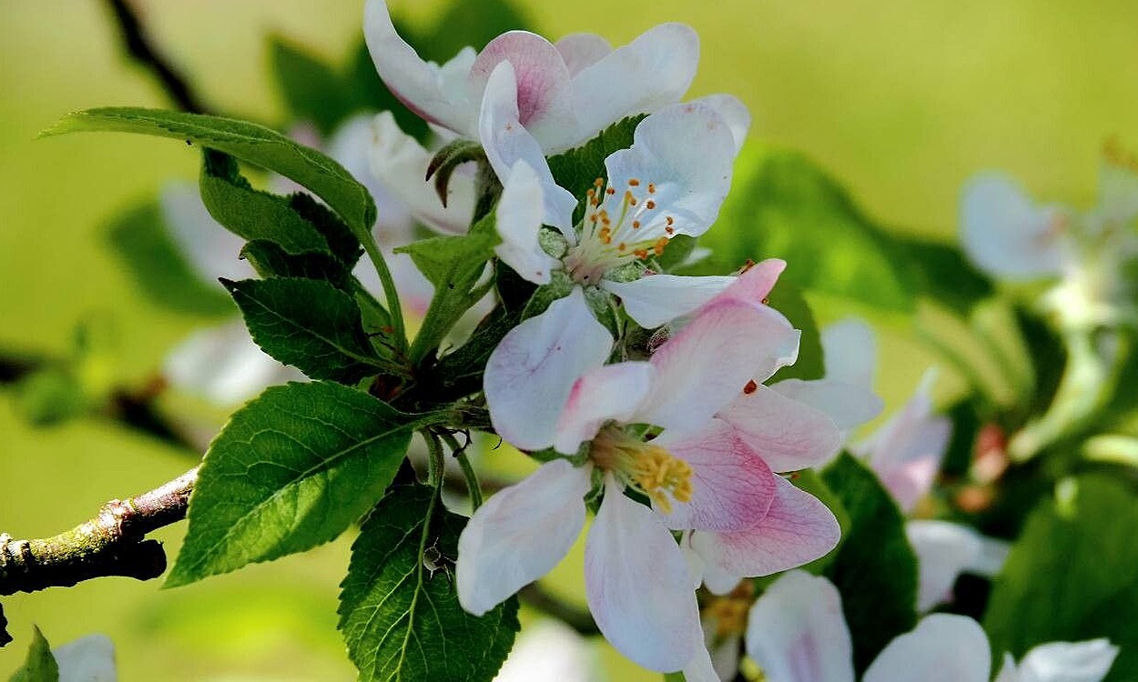 Árbol de manzano silvestre Malus sylvestris con flores blancorrosáceas abundantes en primavera