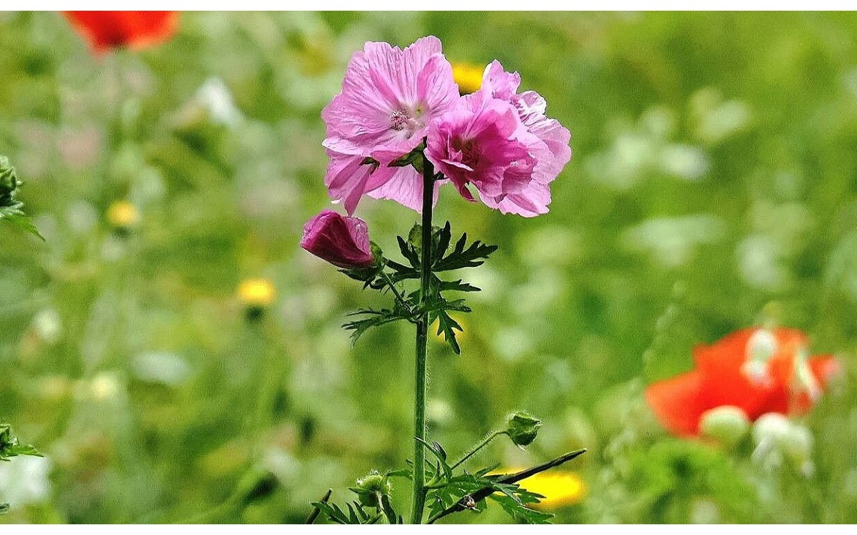Malva alcea flores rosadas malvavisco silvestre