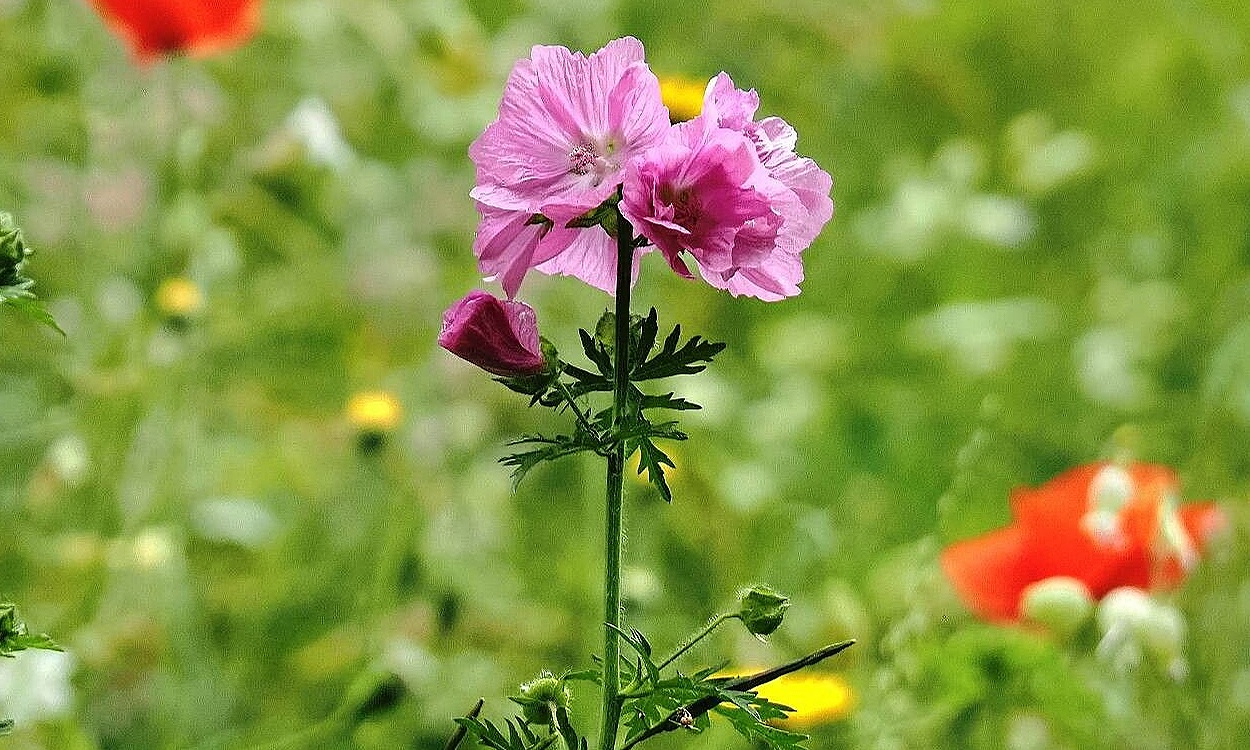 Flores rosadas y púrpuras de Malva alcea L. malvavisco silvestre en floración completa
