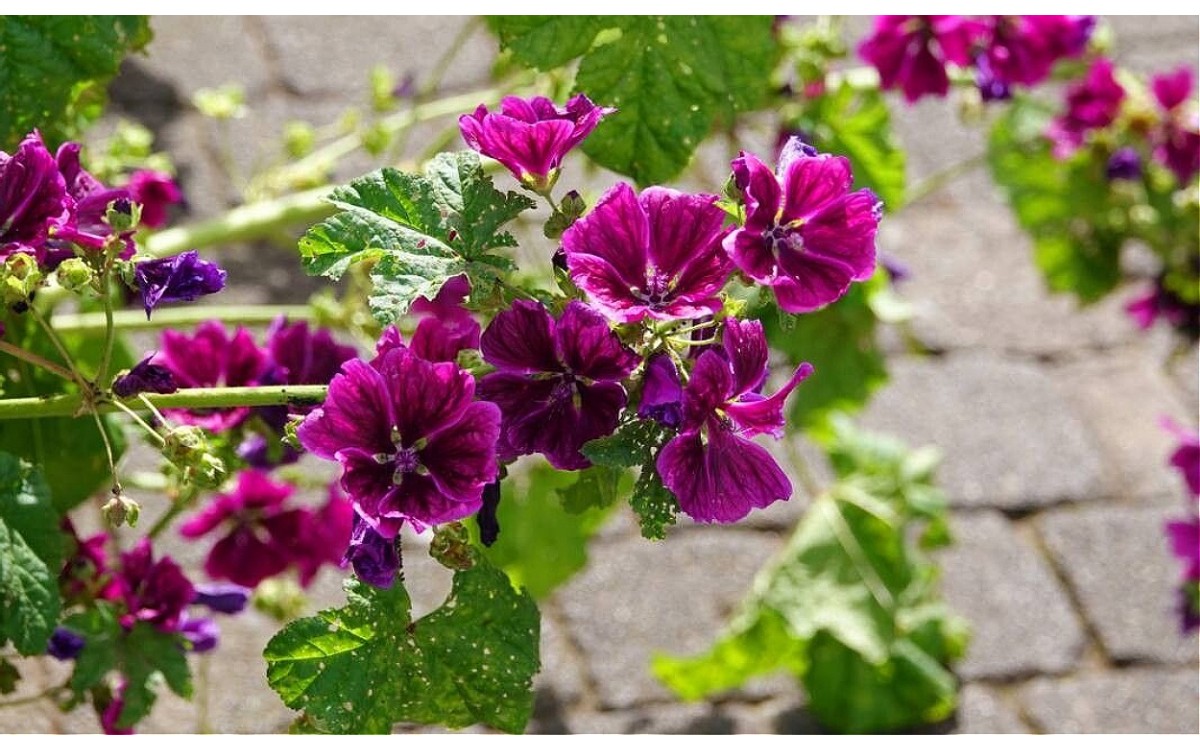 Flor de malva arbórea de color rosa magenta