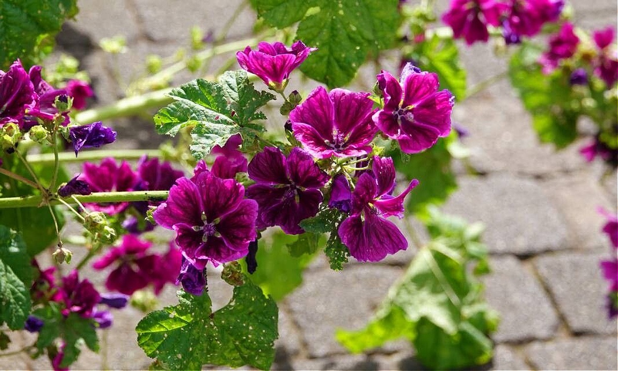 Arbusto de malva arbórea en flor con flores de color rosa magenta vivo