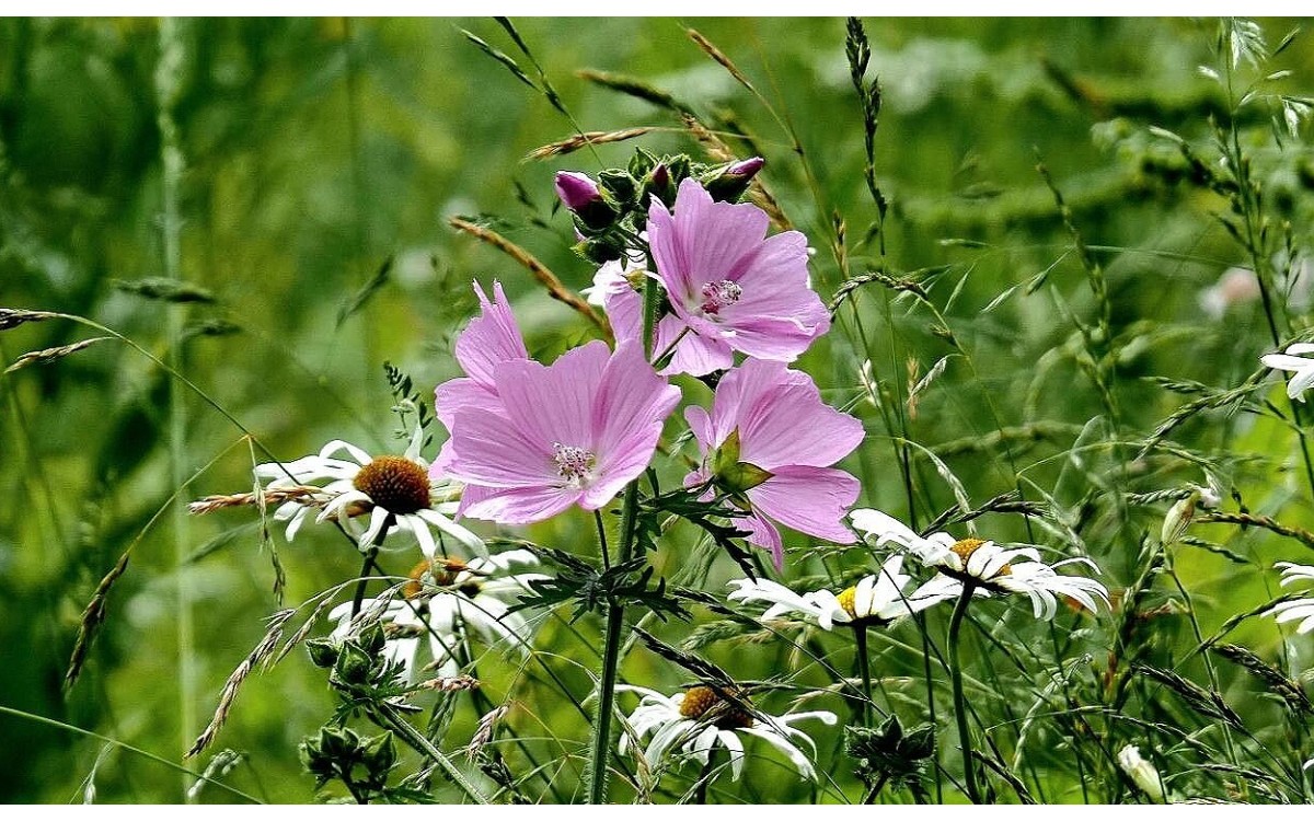 Malva moscada flor rosa pálido con aroma muscarado