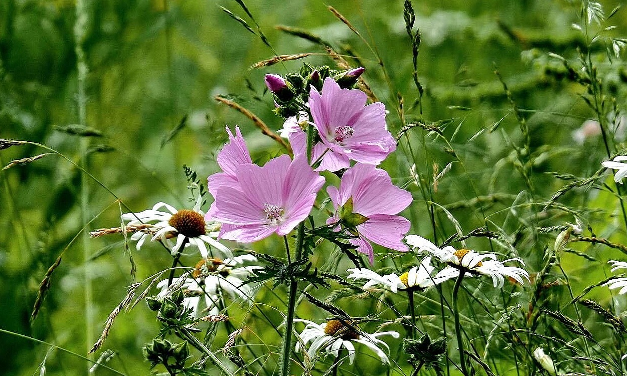 Flores rosadas de malva moscada Malva moschata en plena floración de verano