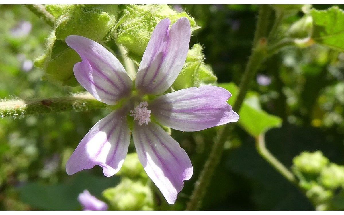 Flor de malva bastarda en maceta con flores rosas y púrpuras